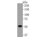 ACVR2B Antibody in Western Blot (WB)