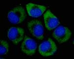 S6 Antibody in Immunocytochemistry (ICC/IF)