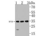 S6 Antibody in Western Blot (WB)