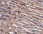 CD166 (ALCAM) Antibody in Immunohistochemistry (Paraffin) (IHC (P))