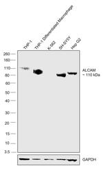 CD166 (ALCAM) Antibody in Western Blot (WB)