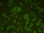 DNA-PK Antibody in Immunocytochemistry (ICC/IF)