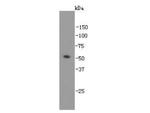 GATA4 Antibody in Western Blot (WB)