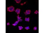 DNMT3L Antibody in Immunocytochemistry (ICC/IF)