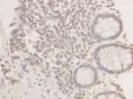 DNMT3L Antibody in Immunohistochemistry (Paraffin) (IHC (P))