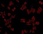 Cathepsin B Antibody in Immunocytochemistry (ICC/IF)