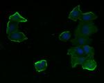 HDAC3 Antibody in Immunocytochemistry (ICC/IF)