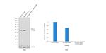 HDAC3 Antibody