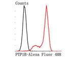 PTP1B Antibody in Flow Cytometry (Flow)