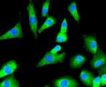 PTP1B Antibody in Immunocytochemistry (ICC/IF)