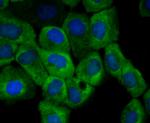 CD137 (4-1BB) Antibody in Immunocytochemistry (ICC/IF)