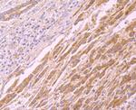 CD137 (4-1BB) Antibody in Immunohistochemistry (Paraffin) (IHC (P))