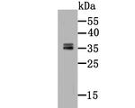 CD137 (4-1BB) Antibody in Western Blot (WB)