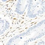 QKI Antibody in Immunohistochemistry (Paraffin) (IHC (P))