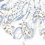 QKI Antibody in Immunohistochemistry (Paraffin) (IHC (P))