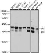 QKI Antibody in Western Blot (WB)