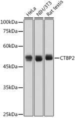 CtBP2 Antibody in Western Blot (WB)