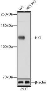 HK1 Antibody in Western Blot (WB)