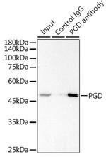 PGD Antibody in Immunoprecipitation (IP)