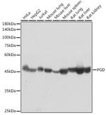 PGD Antibody in Western Blot (WB)