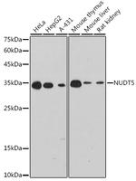 NUDT5 Antibody in Western Blot (WB)