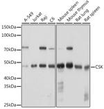 CSK Antibody in Western Blot (WB)