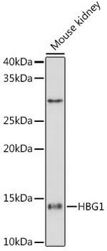 Hemoglobin gamma-1 Antibody in Western Blot (WB)