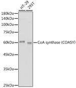 CoA Synthase Antibody in Western Blot (WB)