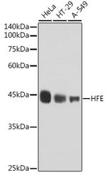 HFE Antibody in Western Blot (WB)