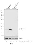 Active Caspase 3 Antibody