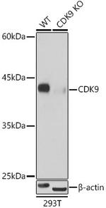 CDK9 Antibody in Western Blot (WB)