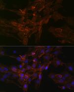 Sodium Potassium ATPase Antibody in Immunocytochemistry (ICC/IF)