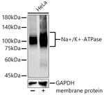 Sodium Potassium ATPase Antibody in Western Blot (WB)