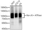 Sodium Potassium ATPase Antibody in Western Blot (WB)