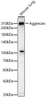 Aggrecan Antibody in Western Blot (WB)