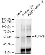 RUNX2 Antibody in Immunoprecipitation (IP)