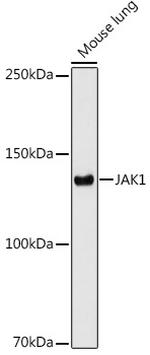 JAK1 Antibody in Western Blot (WB)