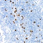 Myeloperoxidase Antibody in Immunohistochemistry (Paraffin) (IHC (P))