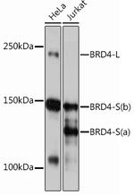 BRD4 Antibody in Western Blot (WB)