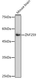 ZPR1 Antibody in Western Blot (WB)