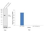 c-Myc Antibody