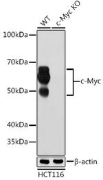 c-Myc Antibody in Western Blot (WB)