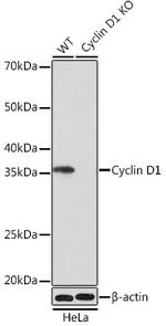 Cyclin D1 Antibody in Western Blot (WB)