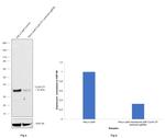 Cyclin D1 Antibody in Western Blot (WB)