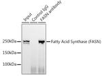 FASN Antibody in Immunoprecipitation (IP)