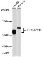 FOXA2 Antibody in Western Blot (WB)