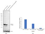 p21 Antibody