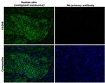 S100B Antibody in Immunohistochemistry (Paraffin) (IHC (P))