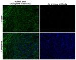 S100B Antibody in Immunohistochemistry (Paraffin) (IHC (P))