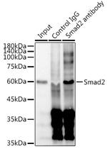 SMAD2 Antibody in Immunoprecipitation (IP)